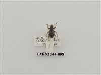 藏品(象鼻蟲科)的圖片